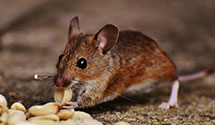 24 Hour & Emergency Exterminators in Fresno Superior Court, CA
